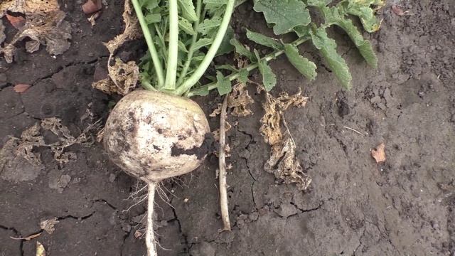 Урожайность редьки и репы