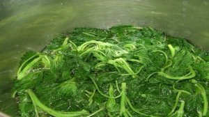 Квас из крапивы