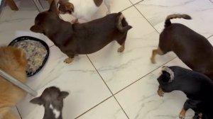 У хвостатых время обеда.