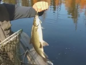 Чем отличаются малотычинковые от многотычинковых представителей рода Сиги — Coregonus ?