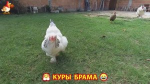 Куры Брама с лохматыми лапами прекрасные несушки (58)