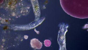 Жизнь на Титане. Какие Формы Жизни Там Могут Быть