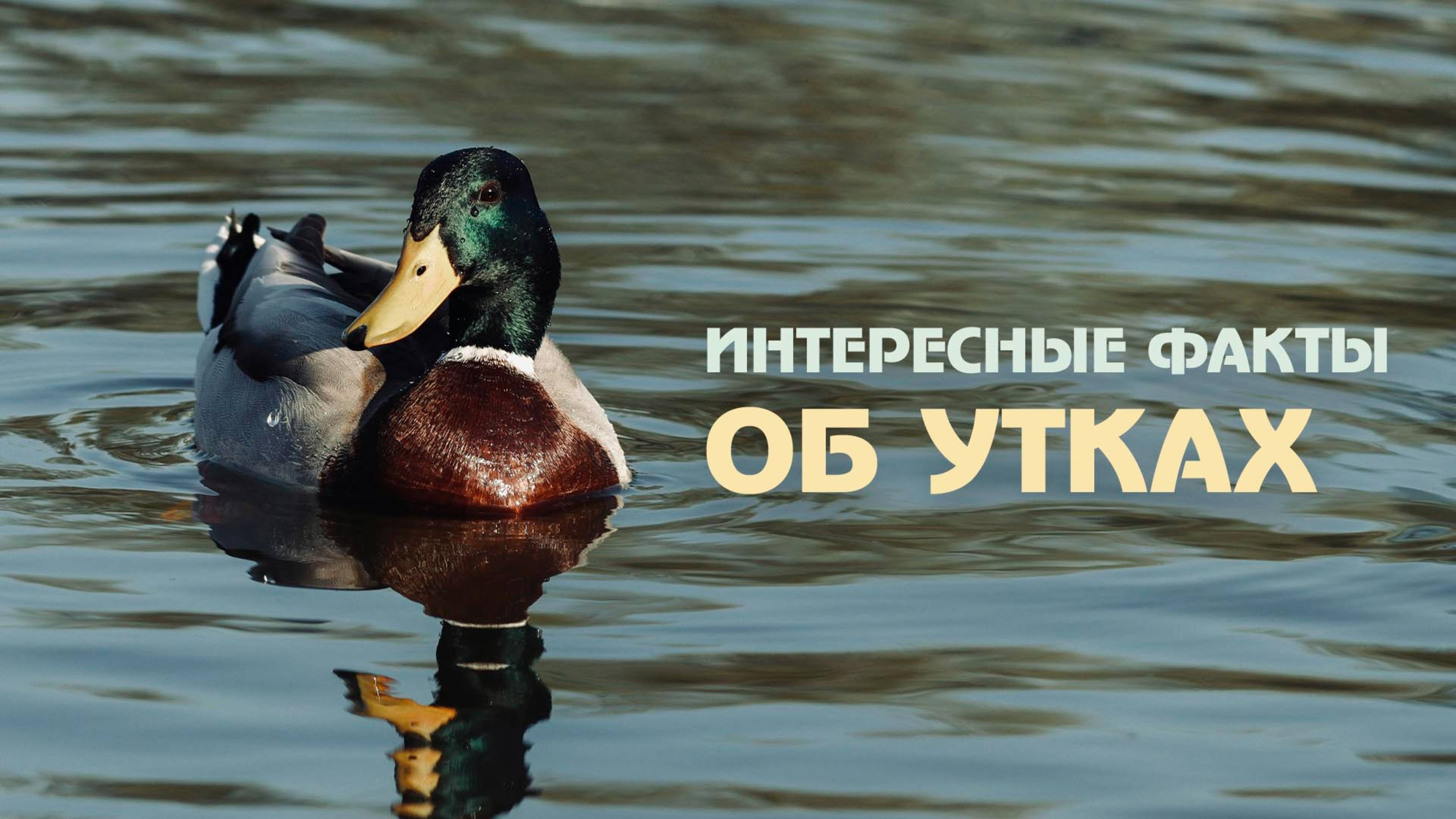 Утки: удивительный мир пернатых, о котором вы не знали!