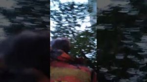 Мы идём гулять с собакой! | 29-сен-2025, 2