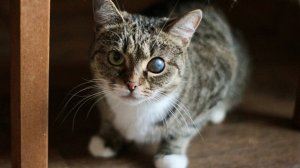 Кошечка Пиратка после предательства ищет дом в Москве
