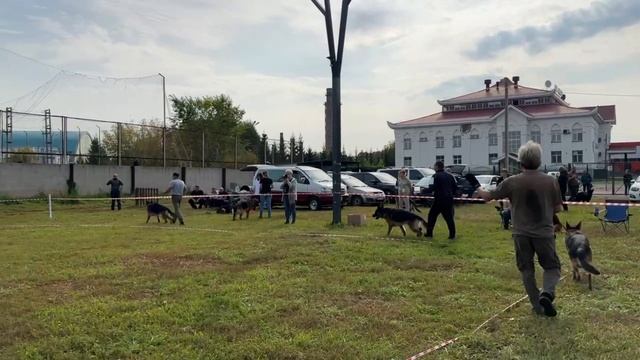 ЮНИОРЫ КОБЕЛИ / КЧК АЛЬМЕТЬЕВСК 20 сентября`25 А.Кисляков Моно немецких овчарок