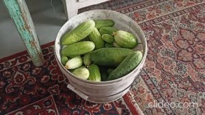 +6 на улице Ещё один сорт Малина Норвежская, Сжигаем Ветки в Бочке, а в небе Летят Перелётные Птицы