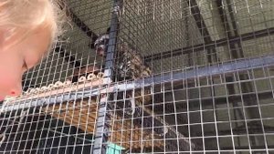 вау цывета белая и цывета обычная