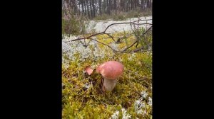 Сын и внук в лесу за грибами и на ловле спиннингом щуки.