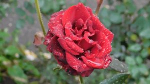 29=09=2025  ПВН  КМР . ОСЕНЬ .ДОЖДЬ.  MP4 (20)