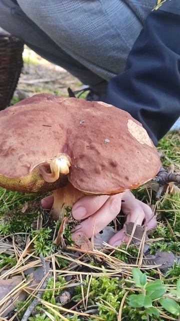 Боровик. смотреть онлайн