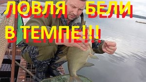 Ловля бели в темпе на зимушку.