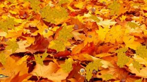 ФУТАЖ - ЗОЛОТАЯ  ОСЕНЬ