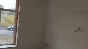 video5390848881841967941