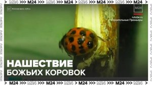 Нашествие опасных божьих коровок началось в России - Москва 24