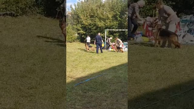 МОЛОДЫЕ СУКИ / КЧК ИЖЕВСК 14 сентября`25 Д.Трофимов Моно немецких овчарок