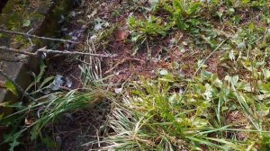 Петуха кто-то съел.