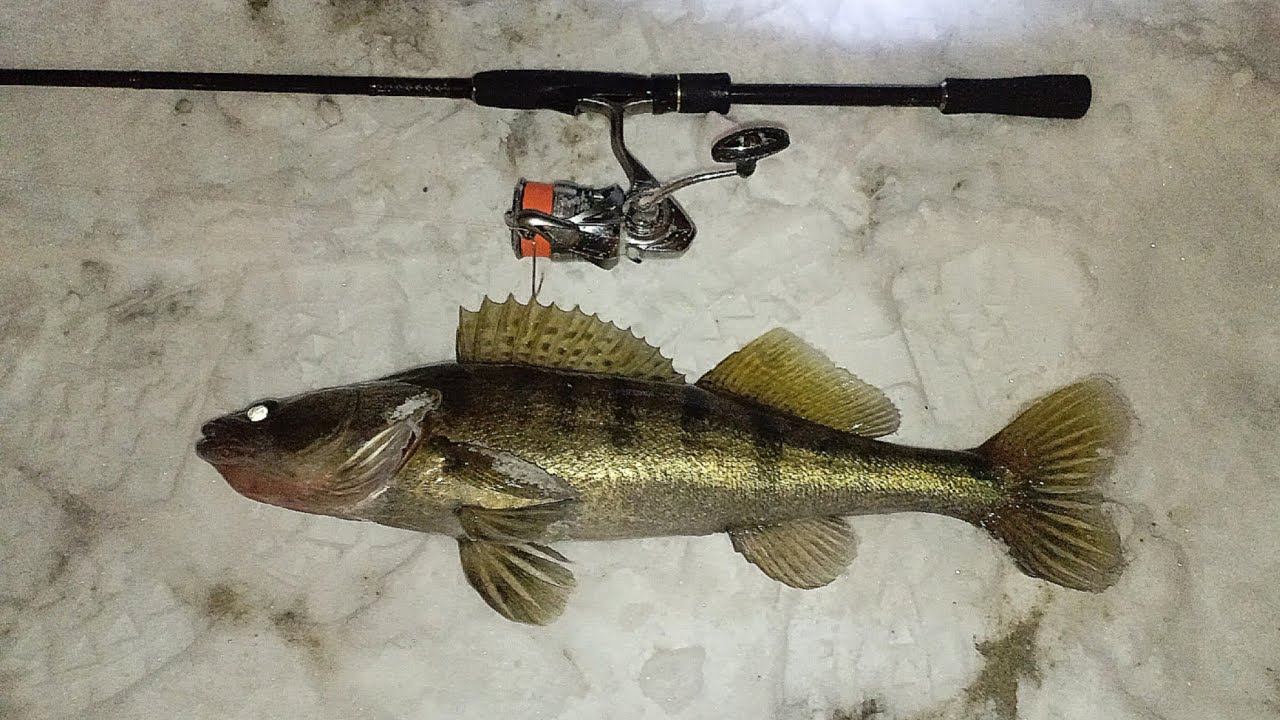 Побил Свой Рекорд По Судаку. Ловля Судака На Джиг На Москва-Реке. смотреть онлайн