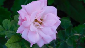 24=09=2025  кмр  ПВН   (6)