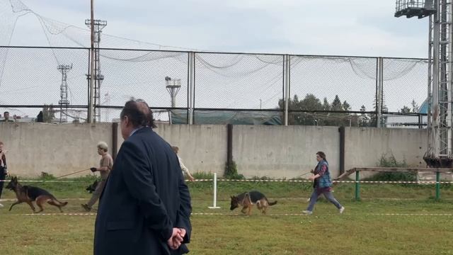 РАБОЧИЙ СУКИ / КЧК АЛЬМЕТЬЕВСК 20 сентября`25 А.Кисляков Моно немецких овчарок