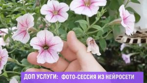 Полевые цветы для видеомонтажа скачай футажи free