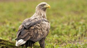 Кто в степи главный