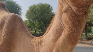 ОАЭ Верблюд по пути из Амм Эль Кувейн на Сафари 🐪 19.09.2025