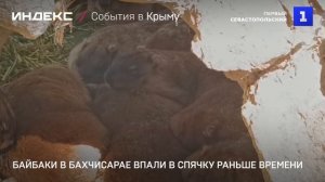 Байбаки в Бахчисарае впали в спячку раньше времени
