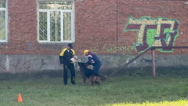 2 Отл. СС ЗАДИРА из Белого Яра Лучшая защита! №38. ИЖЕВСК 14 сентября`25 Моно немецких овчарок