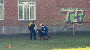 2 Отл. СС ЗАДИРА из Белого Яра Лучшая защита! №38. ИЖЕВСК 14 сентября`25 Моно немецких овчарок