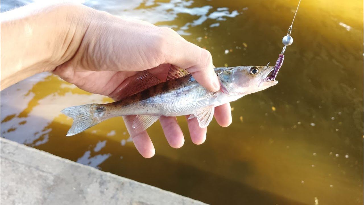 Рыбалка На КИМ.День Напильника.#микроджиг#ким#fishing#рыбалка смотреть онлайн