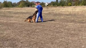 4 Отл. Граница Миллениум УНЗЕР ФРАУ +++ №112. РОСТОВ-НА-ДОНУ 28 сентября`25 Моно немецких овчарок