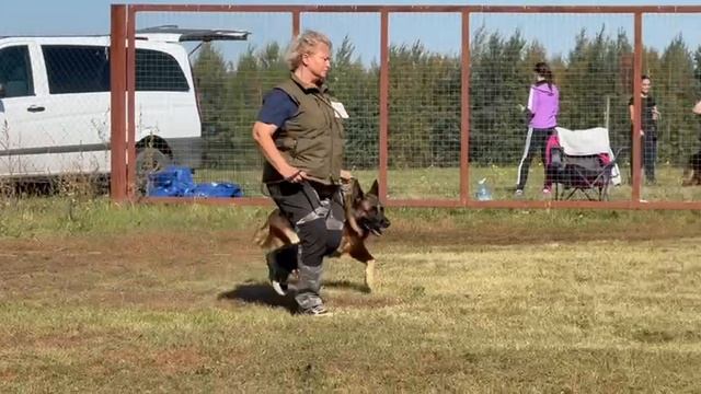 2 Отл. СС Ал&Ан АРМАНИ +++ №25. ВОРОНЕЖ 21 сентября`25 Моно немецких овчарок