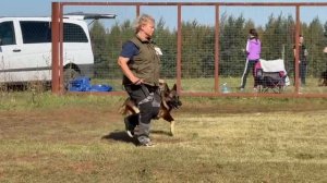 2 Отл. СС Ал&Ан АРМАНИ +++ №25. ВОРОНЕЖ 21 сентября`25 Моно немецких овчарок