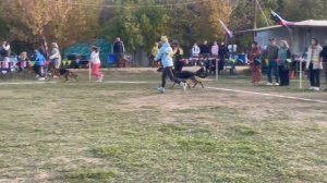 МОЛОДЫЕ СУКИ / Кубок НКП РОСТОВ-НА-ДОНУ 28 сентября`25 Z.Najdovski, Е.Близнецова  Моно н/о