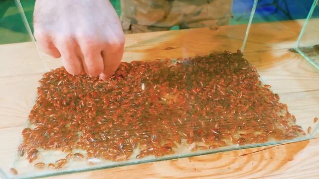 Отряды насекомых 1000 ТАРАКАНОВ ПРОТИВ 1000 МУРАВЬЕВ. Кто кого？ смотреть онлайн