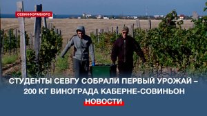 Студенты СевГУ собрали первый урожай винограда на базе учебно-научного полигона «Полюшко»