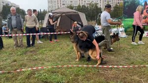 МОЛОДЫЕ СУКИ ДШ / КЧК АЛЬМЕТЬЕВСК 20 сентября`25 А.Кисляков Моно немецких овчарок