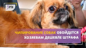 Чипирование собак обойдется хозяевам дешевле штрафа