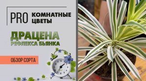 Драцена Рефлекса Бьянка. Обзор сорта. Драцена отогнутая с белоснежными листьями.