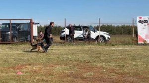 1 Отл. КЧК ЖДАНА из Дружины Пересвета +++ №24. ВОРОНЕЖ 21 сентября`25 Моно немецких овчарок