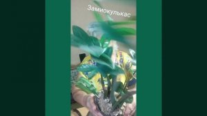 Замиокулькас