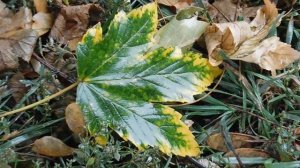 29=09=2025  ПВН  КМР . ОСЕНЬ .ДОЖДЬ.  MP4 (9)