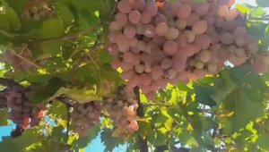 Хорошо в деревне у родителей