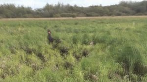 Курцхаар Женева - первые работы по гаршнепу.