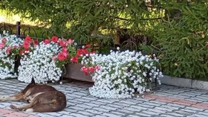 Бездомные собаки возле администрации Ачинска