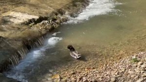 Уточки купаются в водопадике