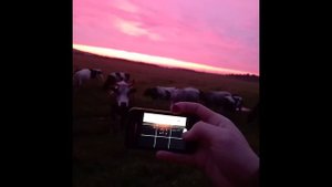 Снимаем коров на закате