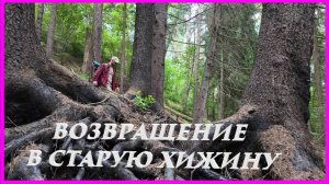 Возвращение в старую хижину | Дорабатываю укрытие | Выживание | Bushcraft