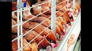 Лекция№1.Основы зоотехнии. Значение животных в народном хоз-ве. 231 гр. 03.09.25-10.09.25